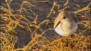 Wilson&rsquo;s Snipes, a young bald eagle, & 3 swans in less than 2.5 minutes. #birdwatching  #birdshorts 