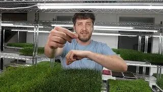 4 Microgreens you should be growing! - Chive, Celery, Carrot, & Pea Tendrils