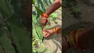 Dragon Fruit Farm