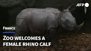 Baby rhino makes debut at French zoo | AFP