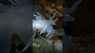 A white line dirona #nudibranch #oceancreatures #sealife