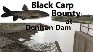 Catching a Black Carp at Denison Dam