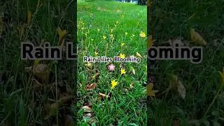 Beautiful Rain Lilies in Bloom 🌸✨ Aesthetic Flower Video #nature #shorts
