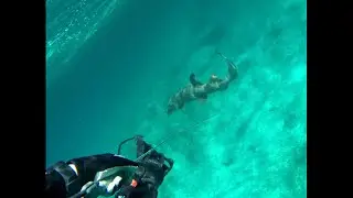 Guardian Shark Shield in Action- Live 