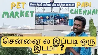🔥 Kolathur Fish Market Chennai | Modern Ornamental Fish Trade Centre 🐠 | Gypsy Life Exploration