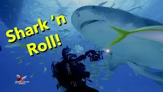 Shark n' Roll - Tiger Shark - performed and written by Noah Sunday-Lefkowitz with Jim Abernethy.