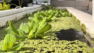Это ОЧЕНЬ инвазивное растение — ЛУЧШЕЕ водное растение