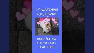 EVER SEEN A FAT CAT FLY