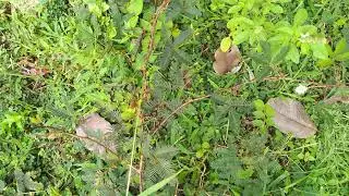 Special Touching Tree | Atthi pattu chettu