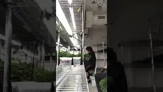Cloning plugin (cannabis) clones