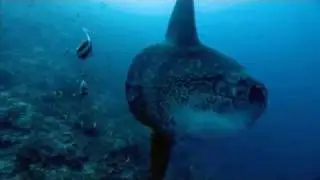 Wonderful Chill Out Music - The Ocean 2011/2012 . LOVE