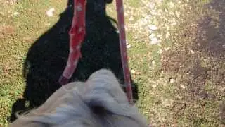 Bitless One Rein Loop Riding - A&E Rodeo Series - Why Winning in Barrel Racing Hurts Horses