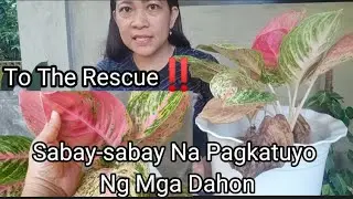 Sabay-sabay Na Pagkatuyo Ng Dahon Ng Aglaonema, Anong Problema? Ano Ang Dapat Gawin?