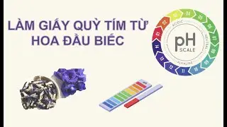 STEM làm giấy quỳ tím từ hoa đậu biếc