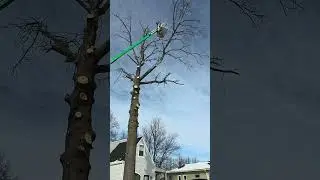 Повреждено огнем! Огромный дуб пришлось убрать!