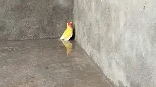 Love Bird Rescue 😲