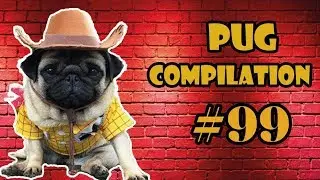 Pug Compilation 99 - Funny Dogs but only Pug Videos | Instapugs