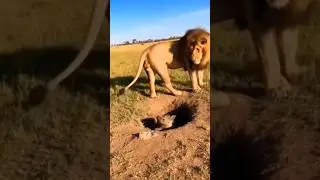 Very Funny Lion || TDR || #animals #lion #funny #shorts