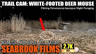 Trail Cam White Footed Deer Mouse: Filming Peromyscus leucopus Night Foraging