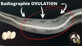 Mon serpent est en OVULATION !!! La reproduction comment ça ce passe ?