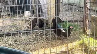 Shake Your Tail Feather