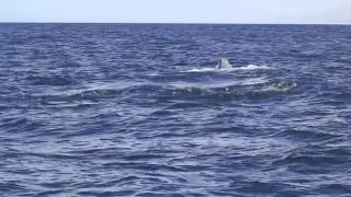 M&ouml;te med Kaskelottvalar i Stilla havet