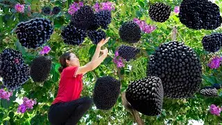 Harvesting Lagerstroemia fruit ( Queen Crape Myrtle Tree) - How to Make Yangzhou Fried Rice