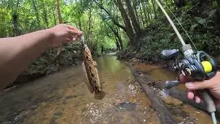 CASTING IKAN SEBARAU TIGA BELANG & BUJUK DI JERAM PERGUNUNGAN DI DAERAH BAU SARAWAK