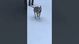Alert 🚨 Husky Dressed as Pit Bull Tackles Snowy Playtime #dogs #training #puppy #pitsky  #powerful