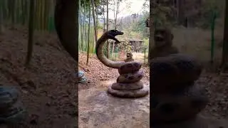 Python Eating Little Monkey