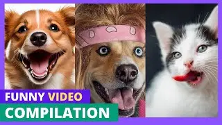 Get Ready for Endless Laughter: Funny Dogs and Cats Highlights | #funnydogs, #funnycats, #funnypets