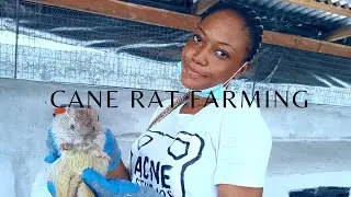 Rearing bush meat in Nigeria