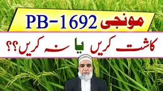 Should we cultivate PB 1692 rice variety in Pakistan || Crop Reformer