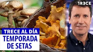 Alerta y consejo para recoger setas: 