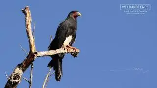 Caracara Calls - The raucous sounds of Red-throated Caracaras in the Amazon rainforest