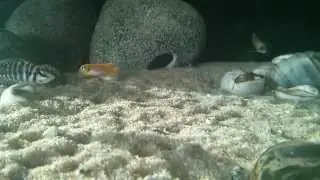 Tanganyika cichlids (Latvia@04.05.2014)