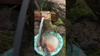 Monitor lizard swallows fish whole. #asianwatermonitor #reptiles #lizard #feeding #animals