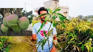 Kacha mitha mango / apple mango / white dokmai mango / Jhilik Nursery / my garden nursery 