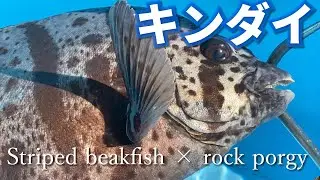 【キンダイ】超レア！石鯛と石垣鯛の交雑種。Striped beakfish &times; rock porgy ※ Japanese fish pictorial book市場魚図鑑