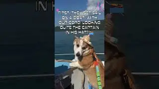 Corgi Takes Robot Dog on Hilarious Outdoor Adventure! 😂 #shorts