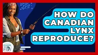 How Do Canadian Lynx Reproduce? - Chasing Big Fish