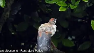 Pale-breasted Spinetail. Synallaxis albescens - Rastrojero Palido