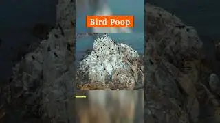 America's Obsession with Bird Poop 💩 Explained 🧐  | Guano Island Act  #USA #shorts #viralvideo