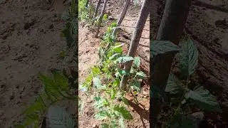 A import&acirc;ncia do tomate na estaca envarada.