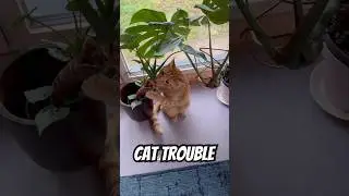I guess my cats are pretty good at living with plants- compared to their naughty nephew Simbha 🤭