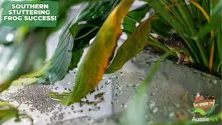 SOUTHERN STUTTERING FROG BREEDING SUCCESS!