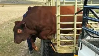All the cows come running when they see the bull | #shorts #cow #bull #breeding #viral #viralshorts