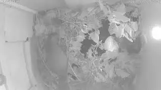 Squirrel nest Dec 2025