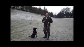 Gun dog training stop and directional training kbs