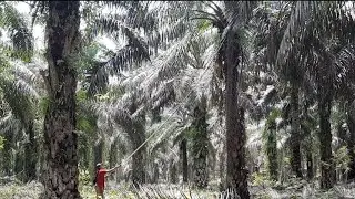 Teknik pruning pokok sawit tinggi || yang bener dan rapi.